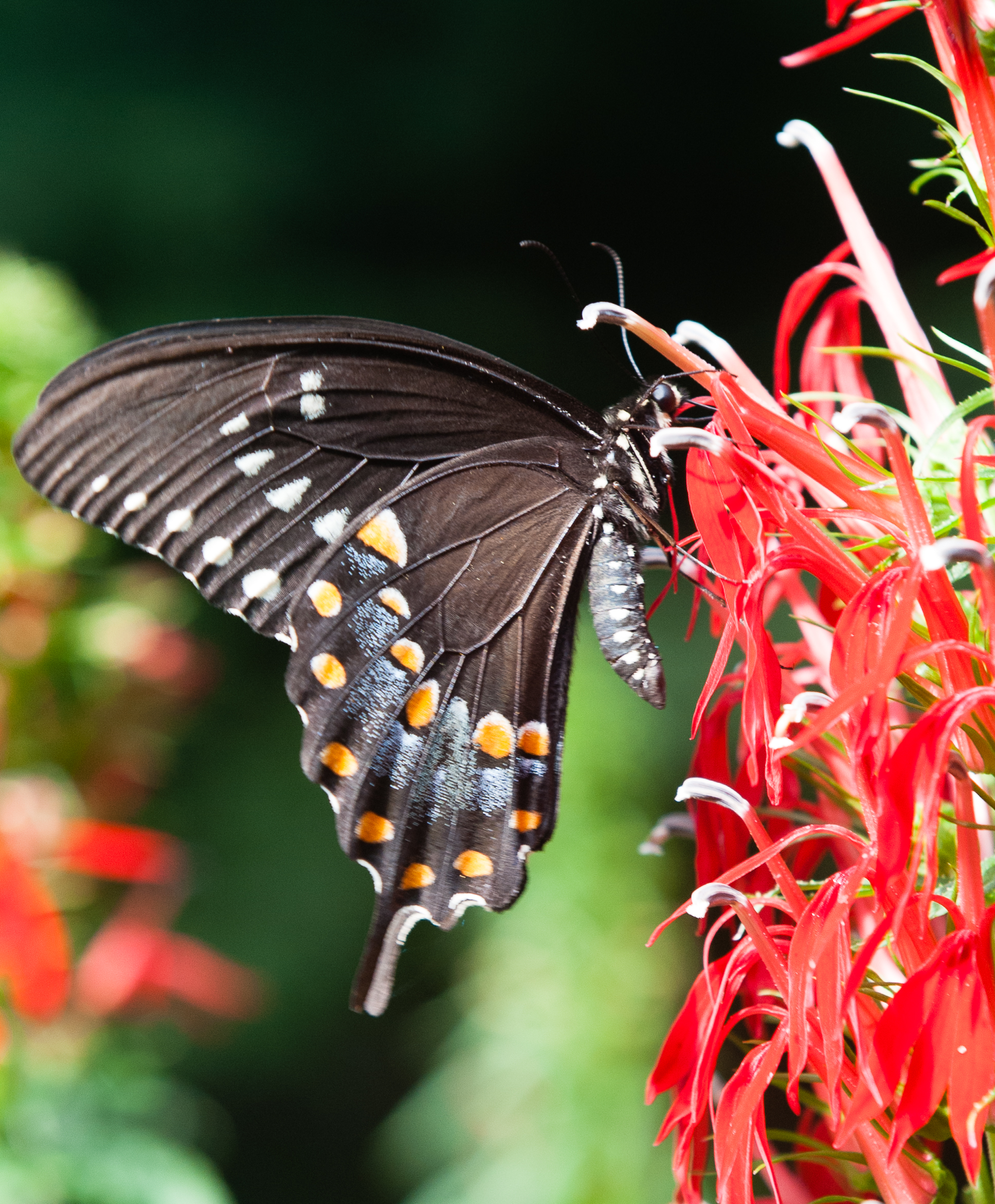 Black Swallowtail Butterfly on Cardinal flower